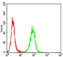 4 - Anti-BCL6 Antibody AP95698