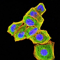 3 - Anti-BCL6 Antibody AP95698