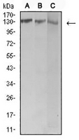 1 - Anti-BCR Antibody AP95699