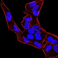 3 - Anti-BMP4 Antibody AP95701