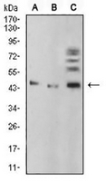 1 - Anti-BMP4 Antibody AP95701