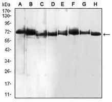 1 - Anti-BMP7 Antibody AP95702