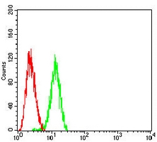 4 - Anti-B-RAF Antibody AP95703