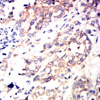 19 - Anti-B-RAF Antibody AP95703
