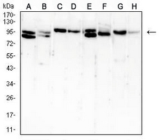 1 - Anti-B-RAF Antibody AP95704
