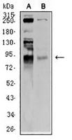 1 - Anti-RING3 Antibody AP95705