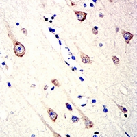 19 - Anti-CD157 Antibody AP95706