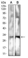 1 - Anti-CD157 Antibody AP95706