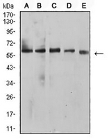 1 - Anti-BTN1A1 Antibody AP95707