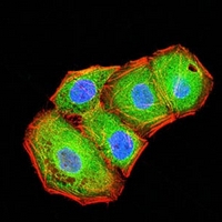 3 - Anti-BTN2A2 Antibody AP95708