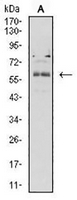 1 - Anti-BTN2A2 Antibody AP95708
