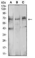 1 - Anti-beta-TrCP Antibody AP95709