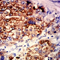 19 - Anti-GPR77 Antibody AP95711