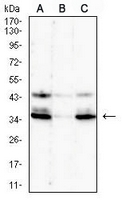 1 - Anti-GPR77 Antibody AP95711
