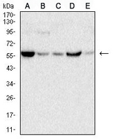 1 - Anti-C9orf72 Antibody AP95712
