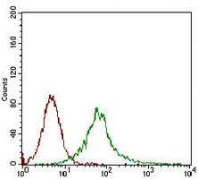 4 - Anti-CaMK2 gamma Antibody AP95716