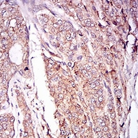 19 - Anti-CaMK2 gamma Antibody AP95716