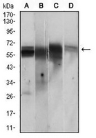 1 - Anti-CaMK2 gamma Antibody AP95716