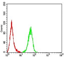 4 - Anti-Calpain 1 Antibody AP95717