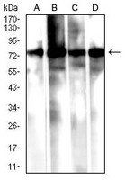 1 - Anti-Calpain 1 Antibody AP95717