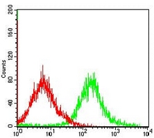 4 - Anti-Caspase 7 Antibody AP95718