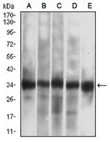 1 - Anti-Caspase 7 Antibody AP95718