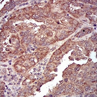 19 - Anti-Caveolin 2 Antibody AP95719