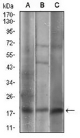 1 - Anti-Caveolin 2 Antibody AP95719