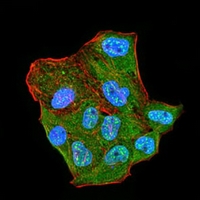 3 - Anti-CBX2 Antibody AP95720