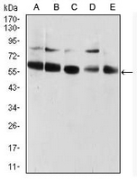 1 - Anti-CBX2 Antibody AP95720