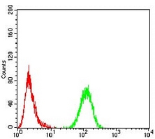 4 - Anti-HP1 alpha Antibody AP95721