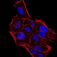 3 - Anti-HP1 alpha Antibody AP95721