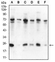 1 - Anti-HP1 alpha Antibody AP95721