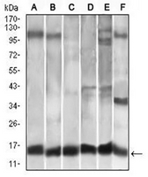 1 - Anti-CCL2 Antibody AP95722