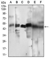 1 - Anti-Cyclin A2 Antibody AP95723