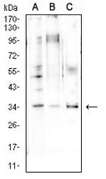 1 - Anti-Cyclin D1 Antibody AP95724