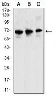 1 - Anti-CCR6 Antibody AP95727