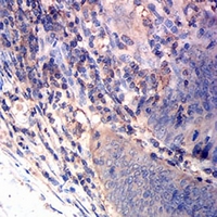 19 - Anti-CD163 Antibody AP95730