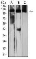 1 - Anti-CD163 Antibody AP95730