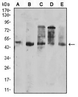 1 - Anti-CD177 Antibody AP95731