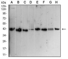 1 - Anti-CD1a Antibody AP95732