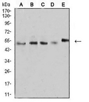 1 - Anti-CD2 Antibody AP95733