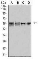 1 - Anti-CD2 Antibody AP95734