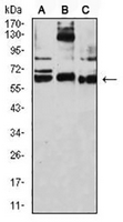 1 - Anti-CD209 Antibody AP95735