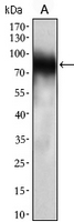 1 - Anti-CD33 Antibody AP95737