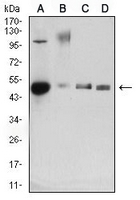1 - Anti-CD34 Antibody AP95738