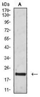 1 - Anti-CD3g Antibody AP95740
