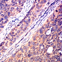 19 - Anti-CD40 Antibody AP95741
