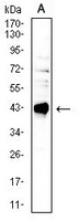 1 - Anti-CD40 Antibody AP95741