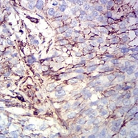 19 - Anti-CD44 Antibody AP95742